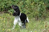 SPRINGER SPANIEL 029
